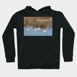 Tundra Swans Hoodie